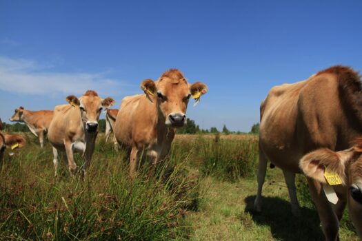 Boerderijen wandeltocht Haskerhorne