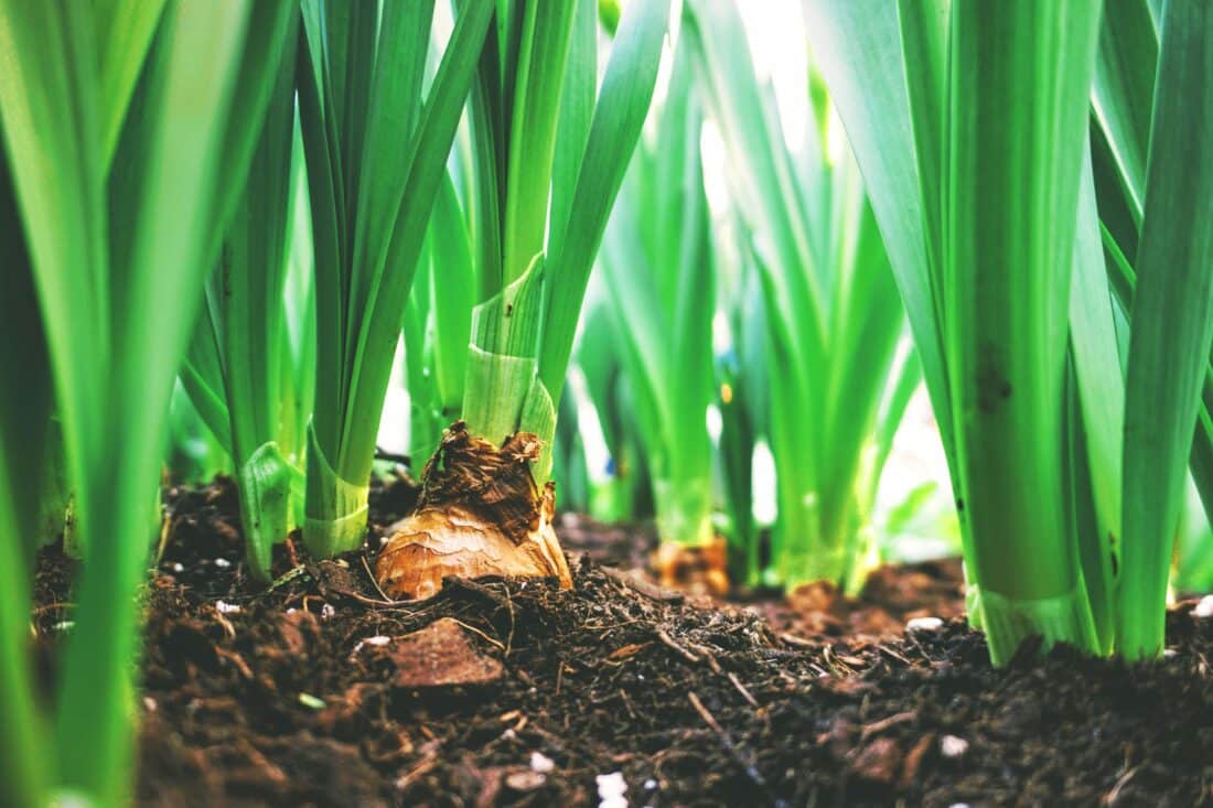 In 2040 zal duurzame landbouw een integraal onderdeel zijn van hoe we ons voedsel verbouwen en onze ecosystemen beheren.